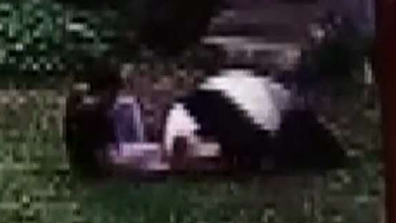 Panda wrestles intruder at Chinese zoo