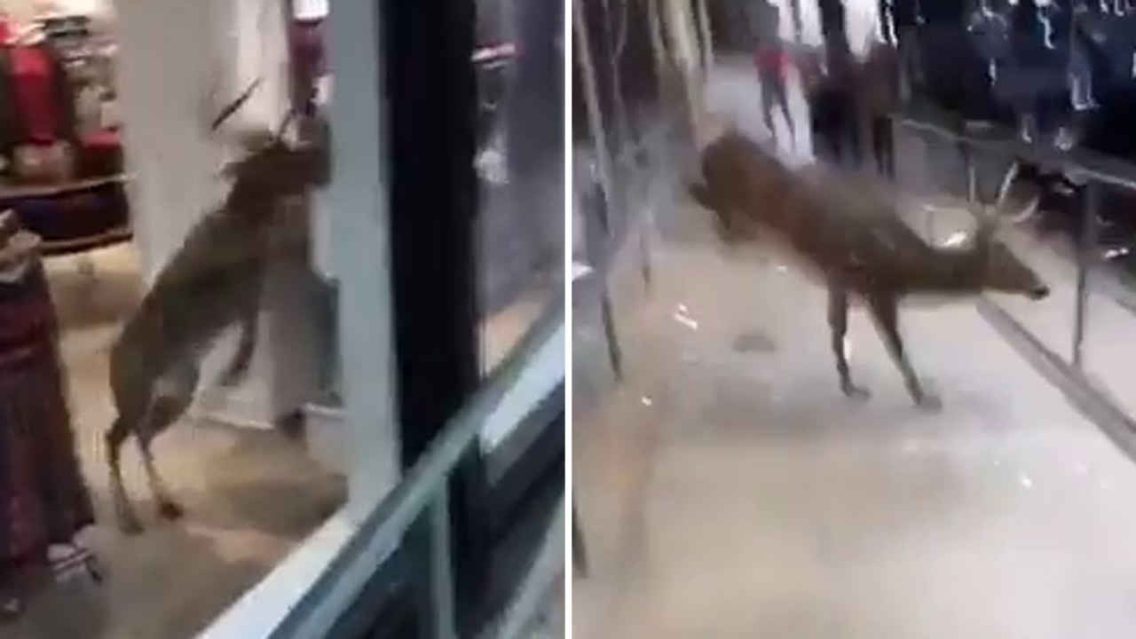 Watch trapped deer break through window to escape store
