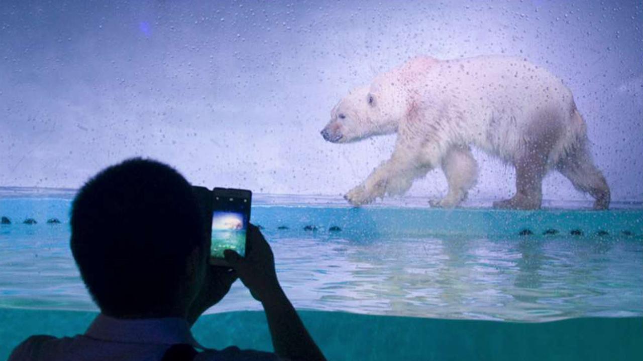 'World's saddest polar bear' gets temporary break