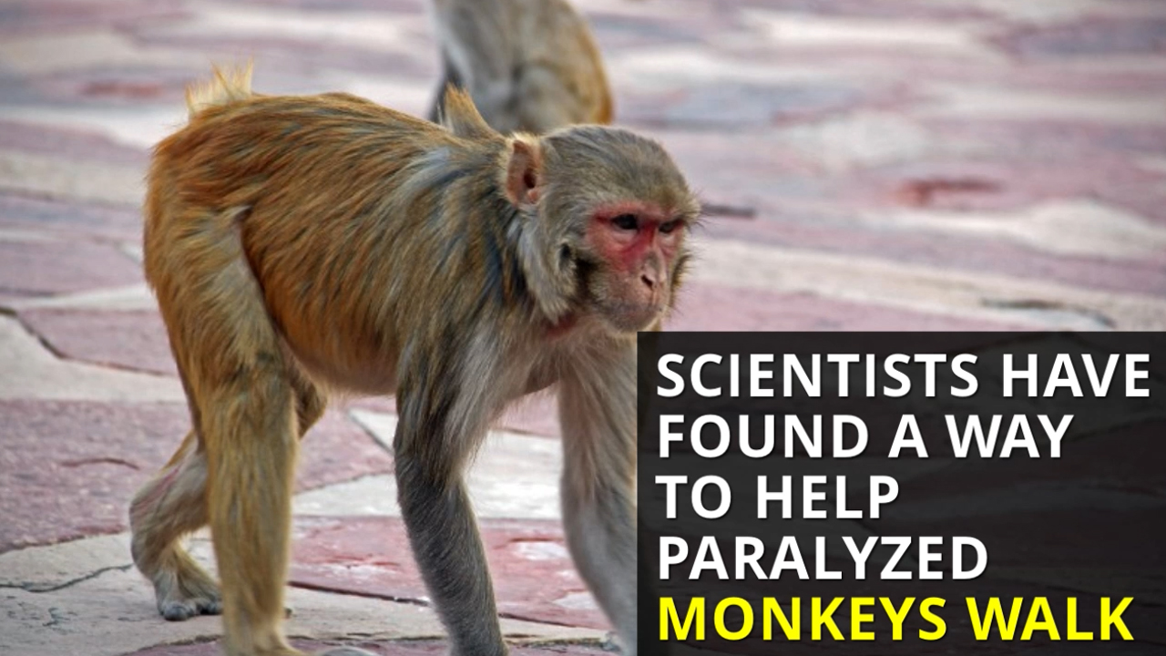 Paralyzed monkeys walk again