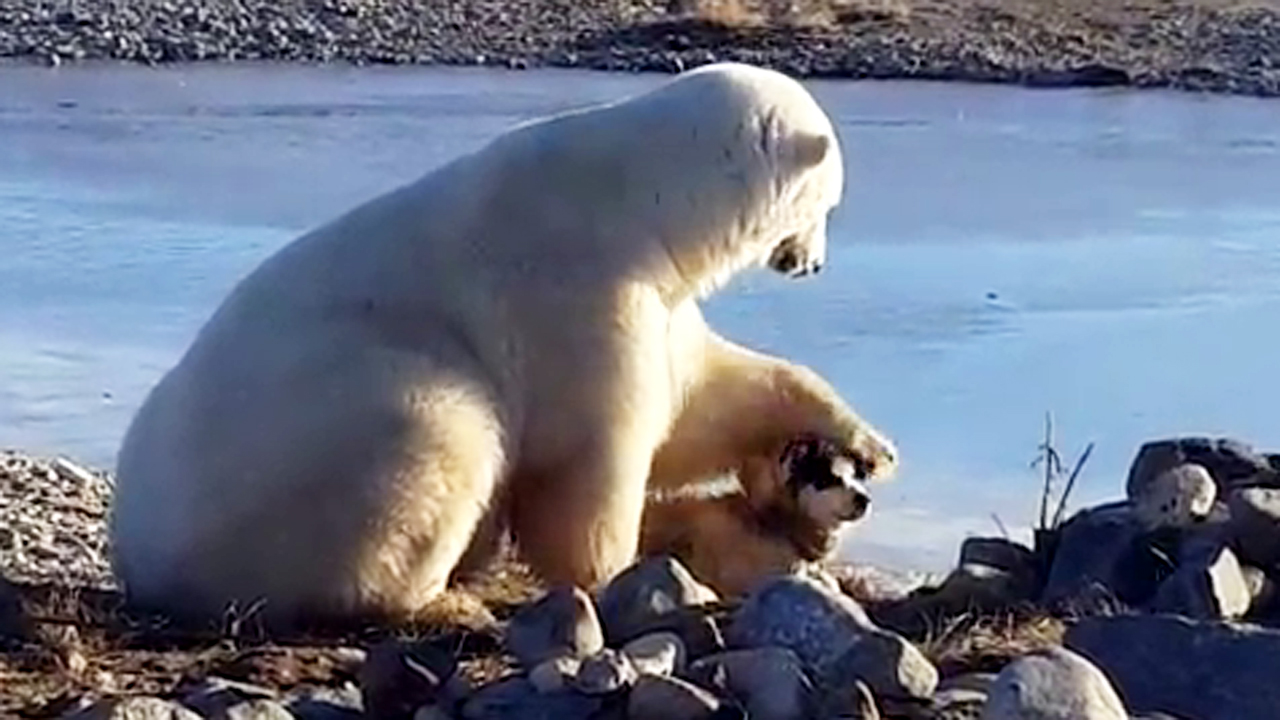 Polar bear pets dog