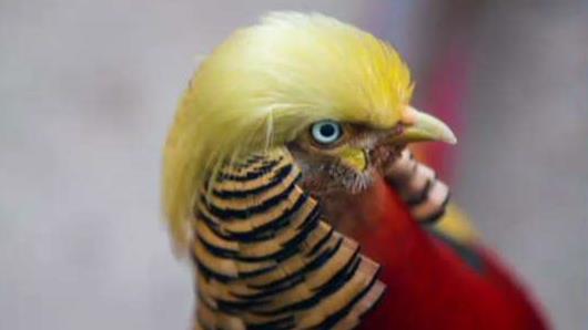 Bird that looks like Trump attracts attention in China