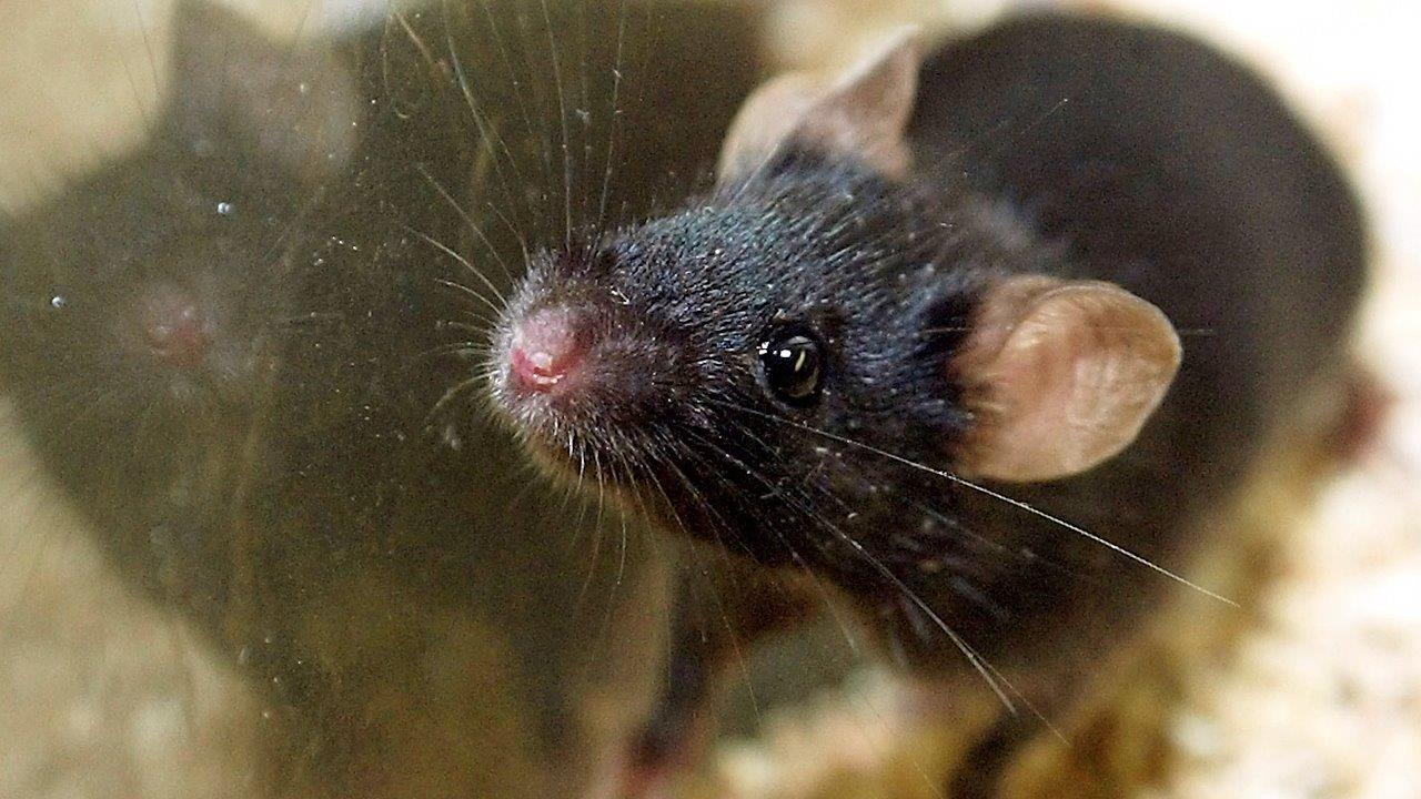 Blood from teenagers used to rejuvenate old mice