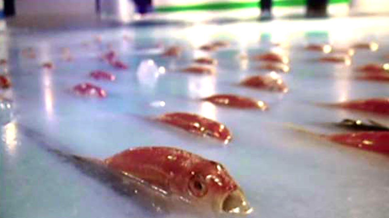 Ice rink filled with dead fish gets chilly response in Japan