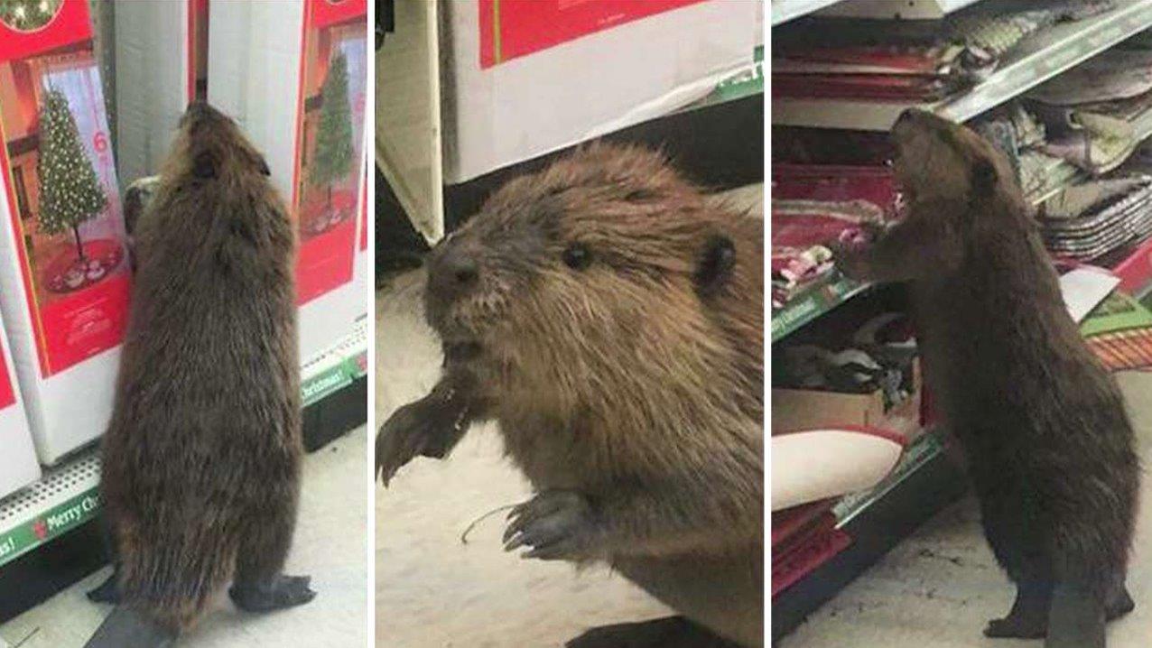 Beaver wreaks havoc at dollar store