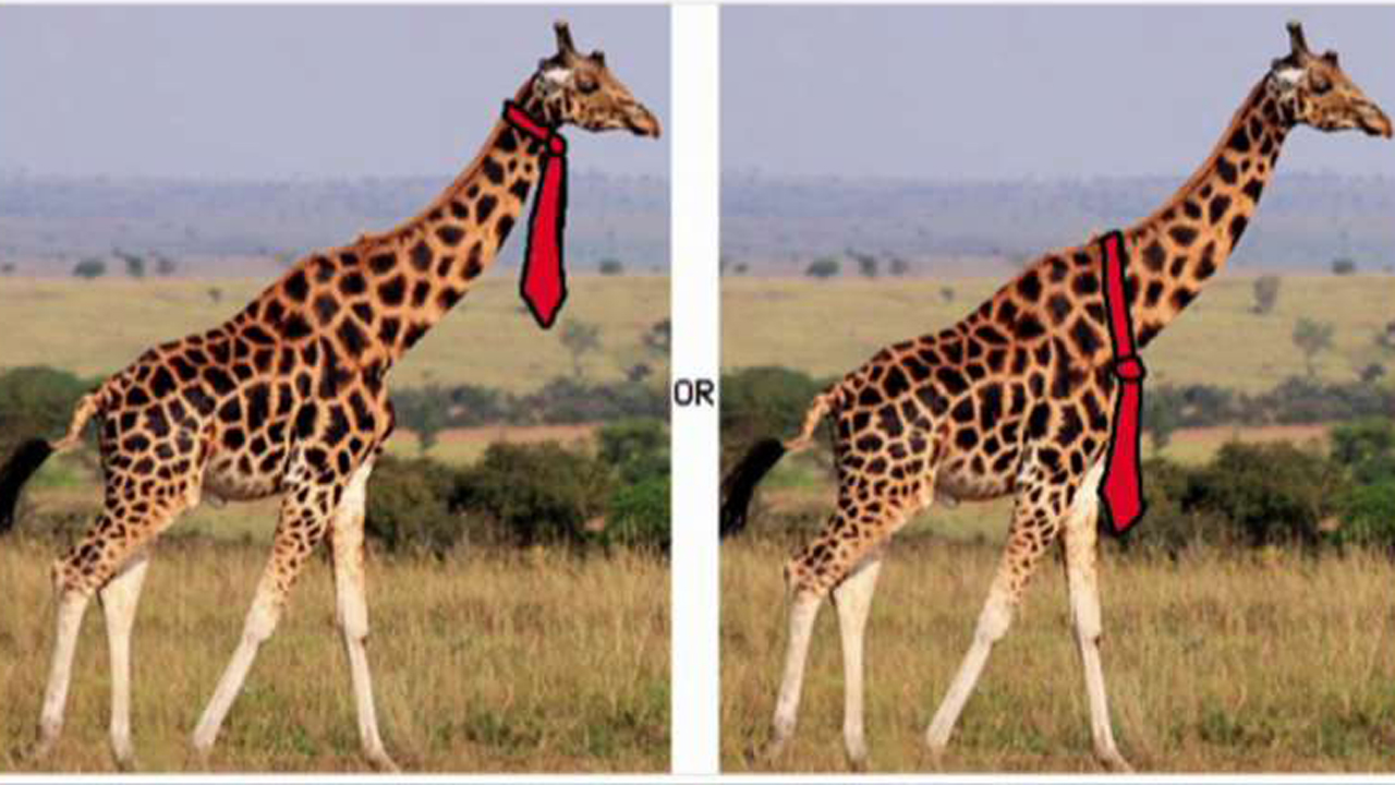 Settling the debate: How giraffes wear neckties 