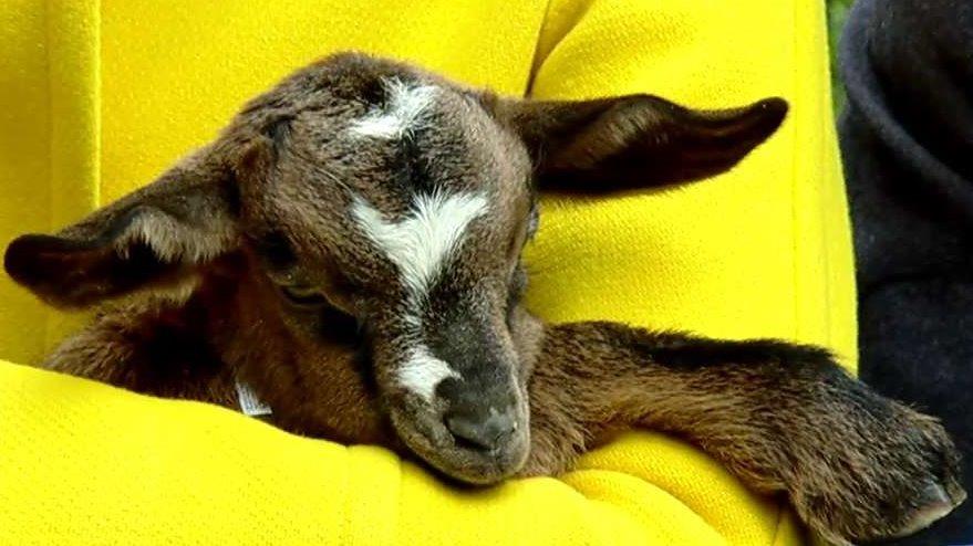 Goat gifts 101 - ABC News