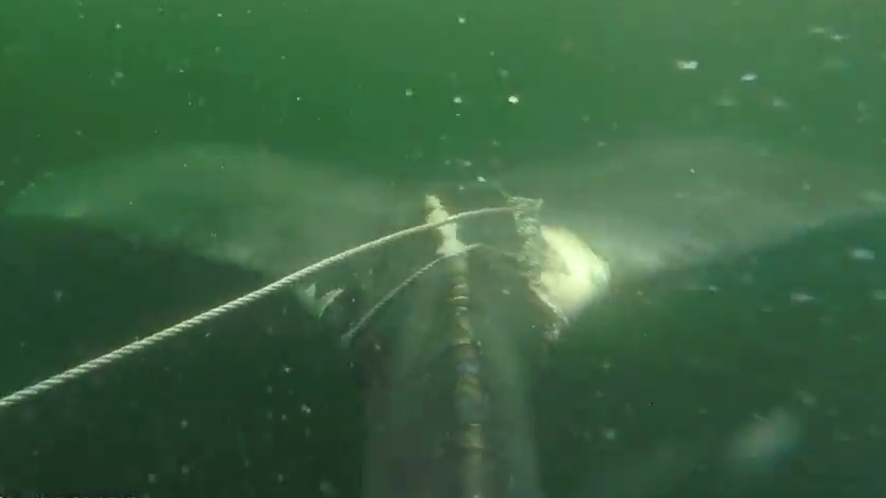 Rescuers free young humpback tangled in fishing line