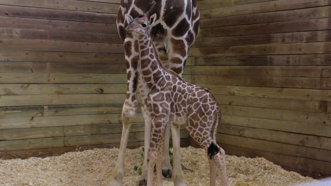 Big baby: Zoo welcomes 6-foot-tall giraffe into world
