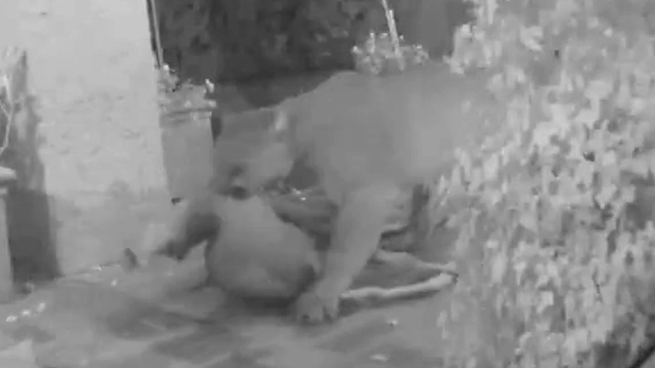 Mountain lion kills deer on homeowner's front porch