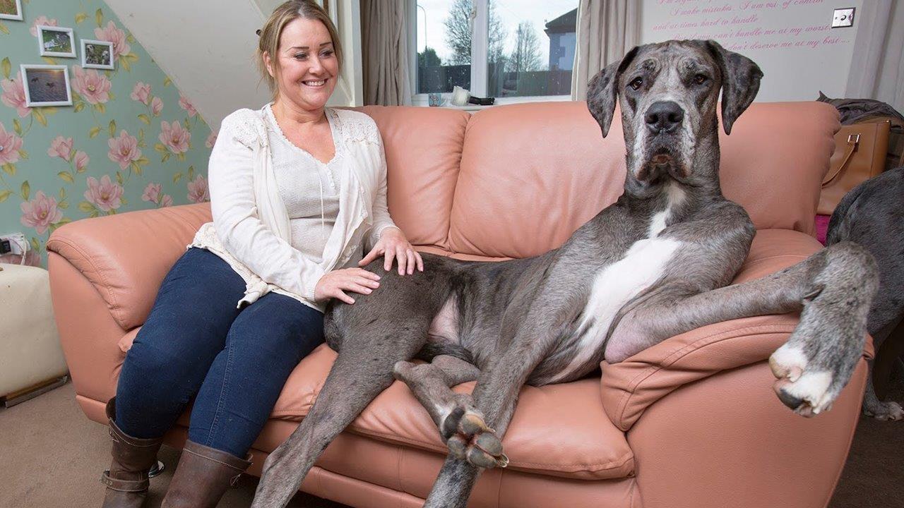 World's biggest dog stands at over 7 feet tall