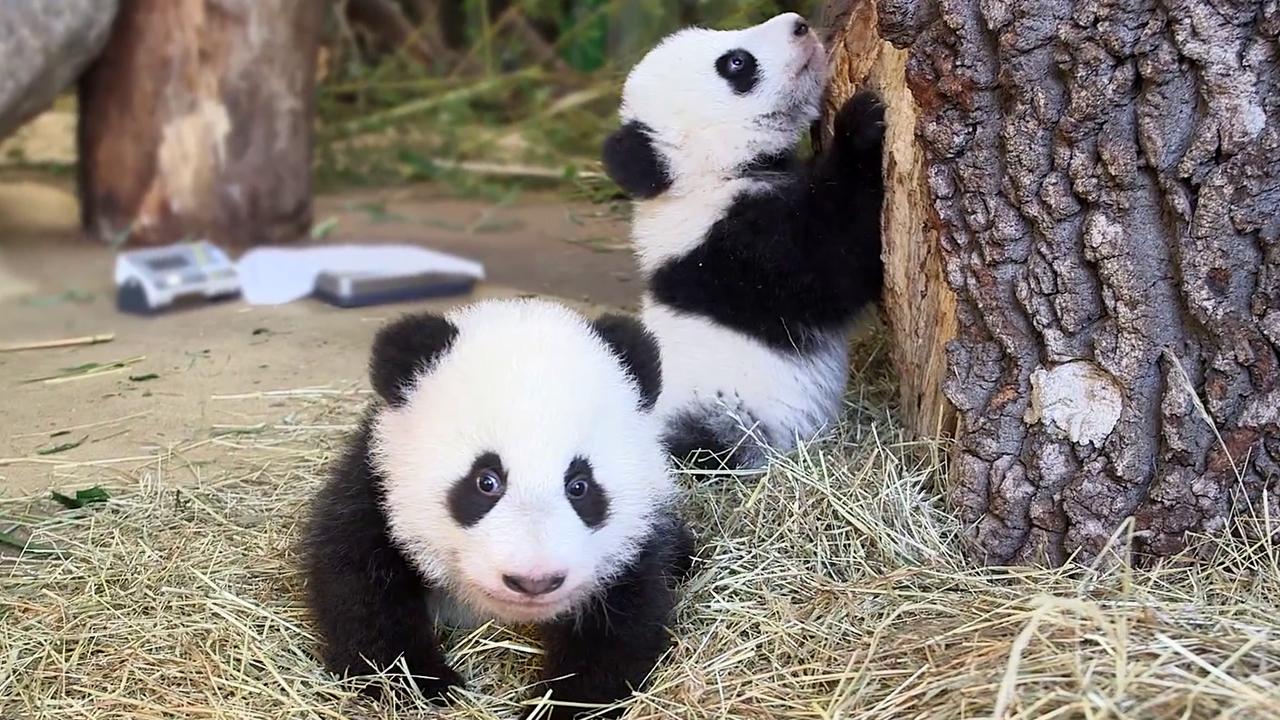 Adorable twin baby pandas enjoy playtime after check-up