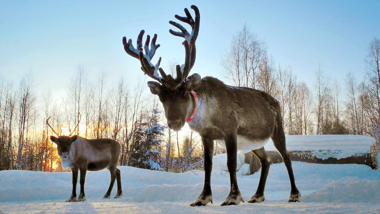 Robust Rudolph: Why reindeer antlers are so strong