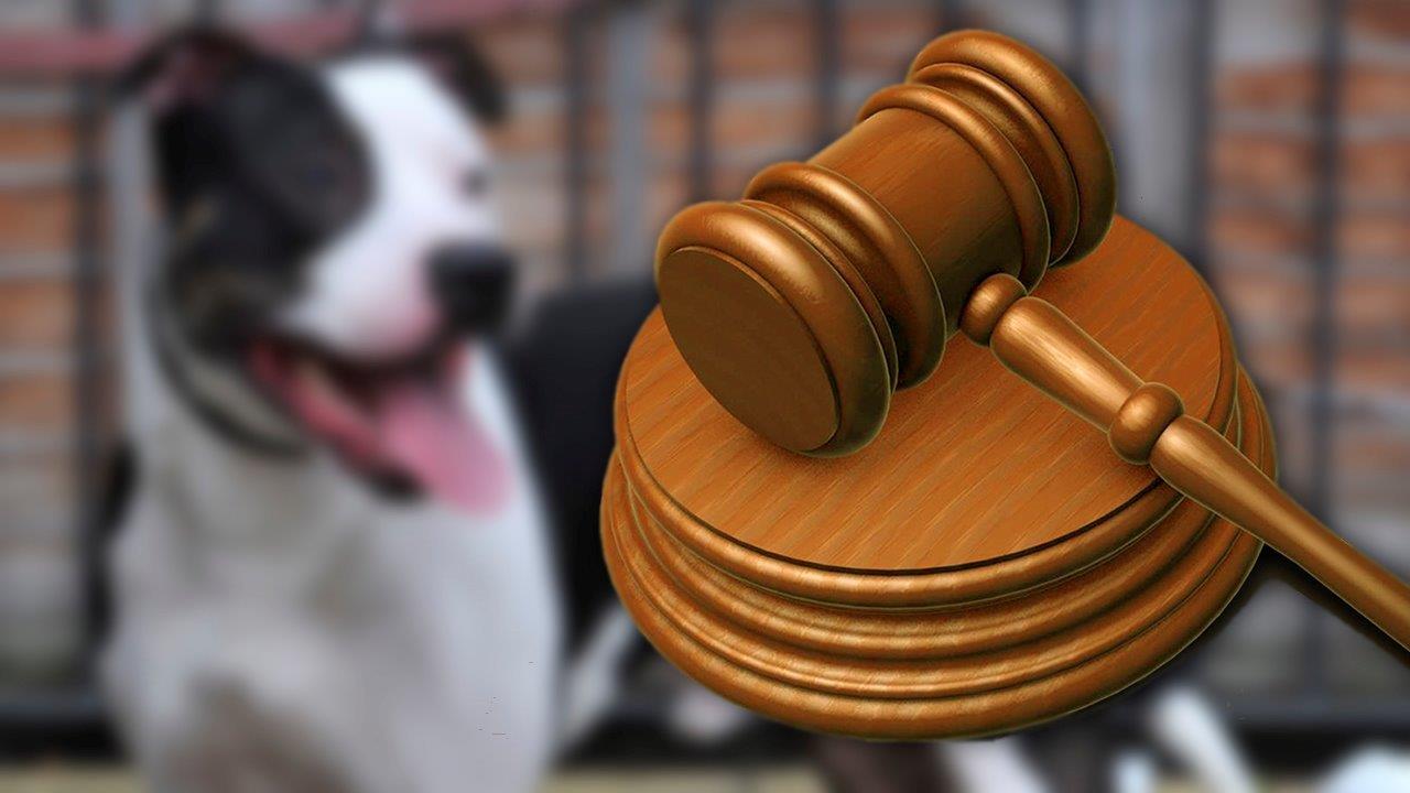 Court backs officers who killed dogs during drug search