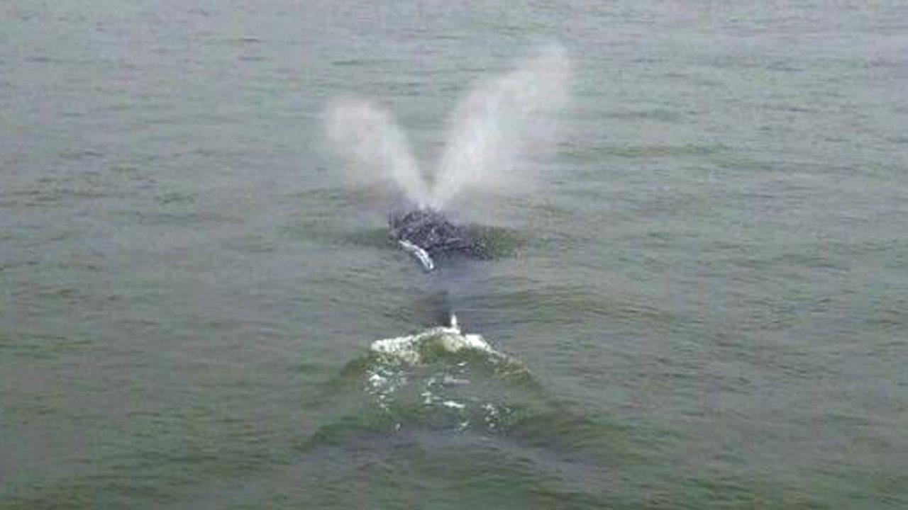 Wayward whale spotted in New York City's East River