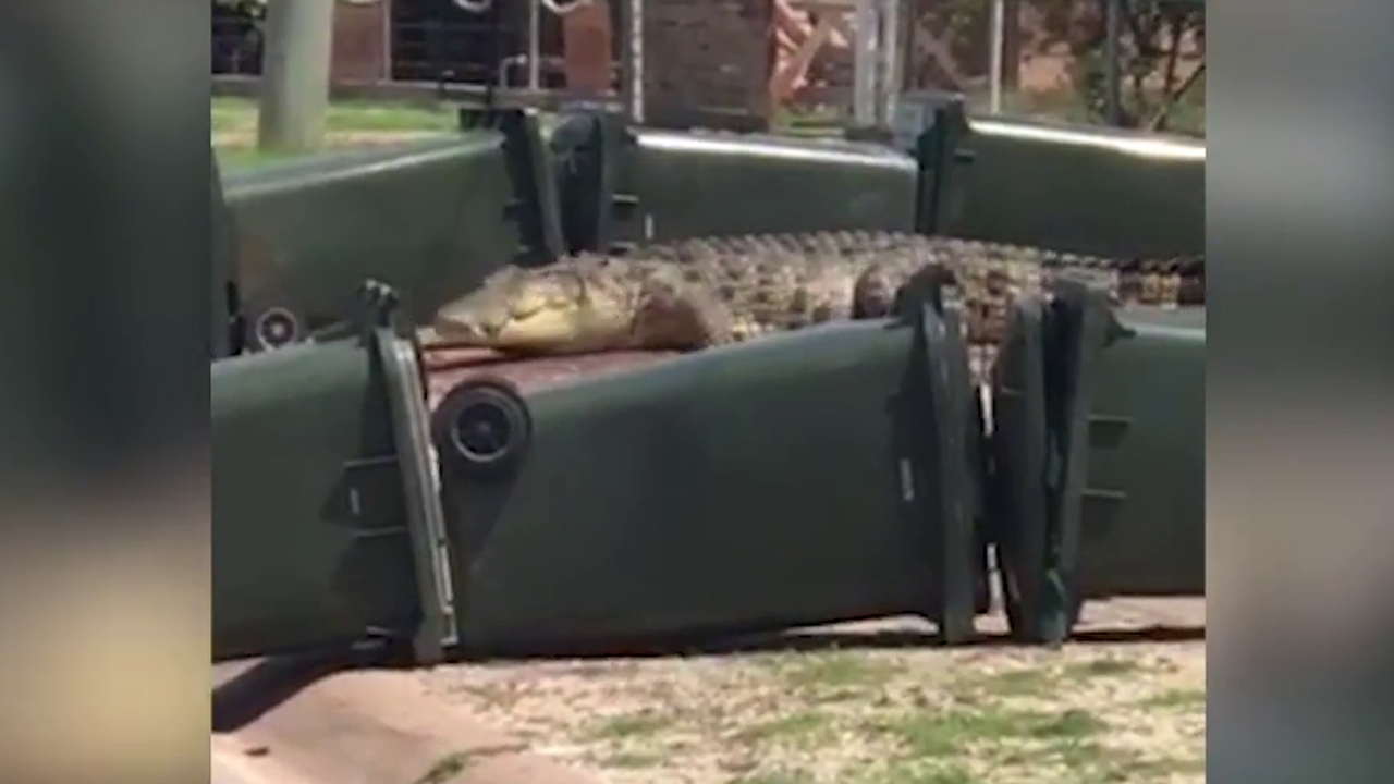 Trash bins used to barricade massive crocodile