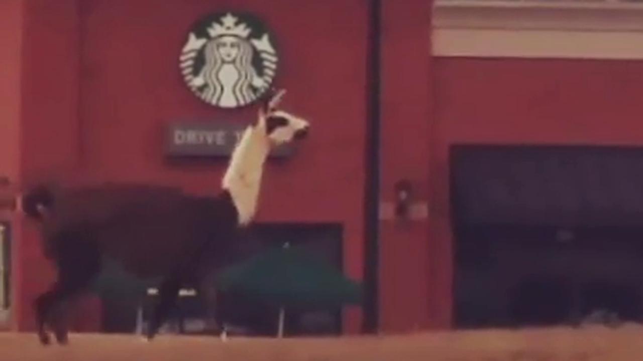 'He's going to Starbucks!' Llama runs wild in Georgia