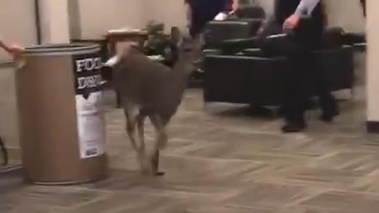 Deer runs wild through car dealership