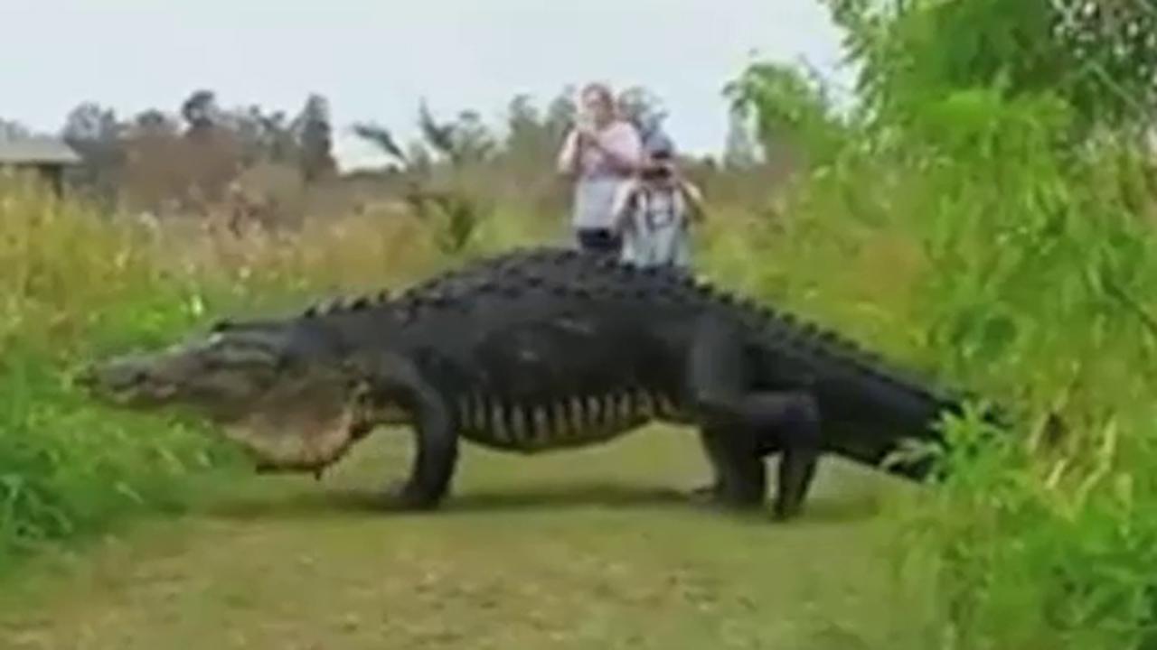 Massive gator slowly strolls past visitors at nature center