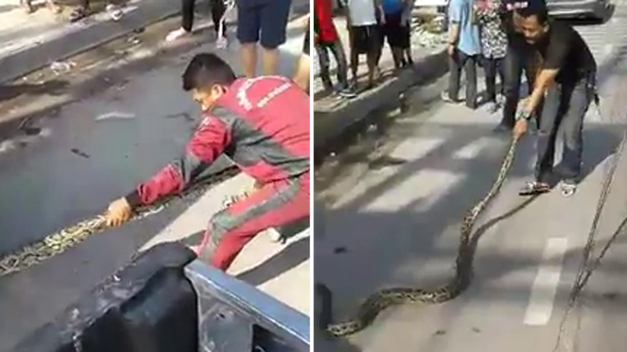 Gigantic python yanked from car engine tug-of-war-style