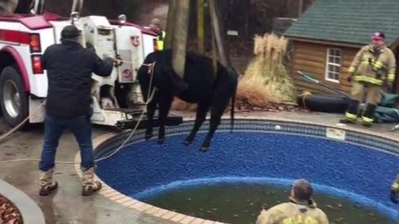 Large cow trapped in pool rescued by firefighters