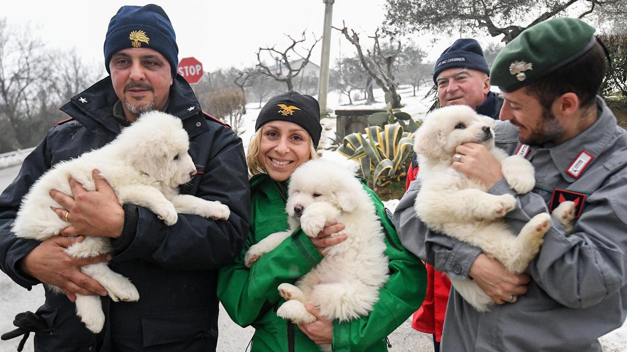 Crews rescue three puppies from hotel hit by avalanche