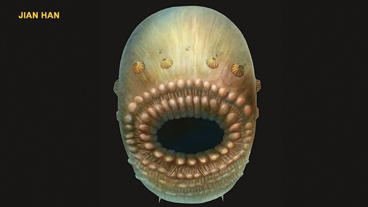 Weird bag-like creature may be our ancestor