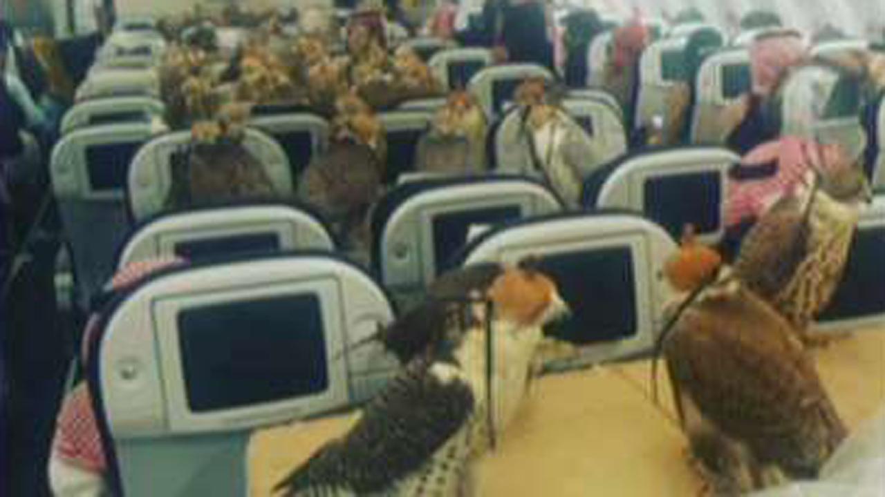 Saudi prince buys 80 airline seats for his falcons