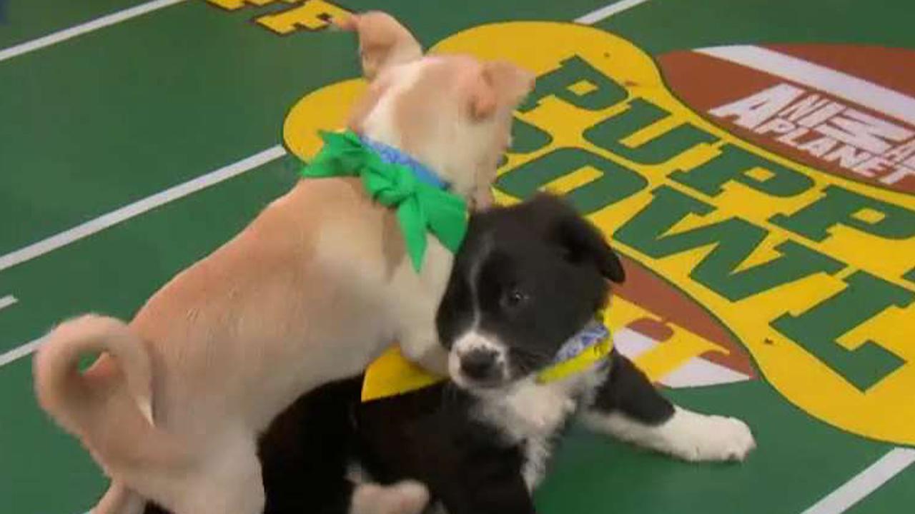Kirk Cousins helps pint-sized players prepare for Puppy Bowl