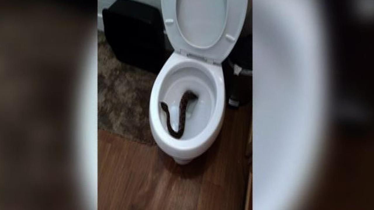 Little boy finds surprise visitor in the toilet… a snake!