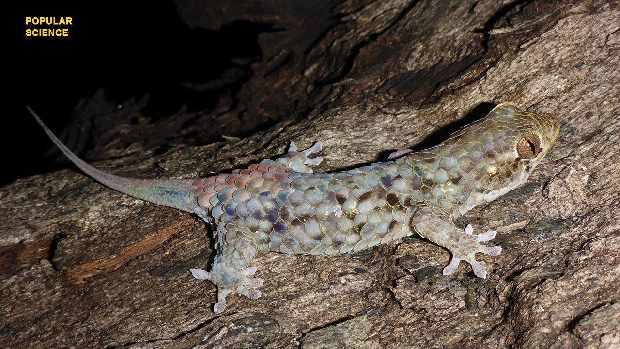 Incredible gecko slips out of its own skin to survive
