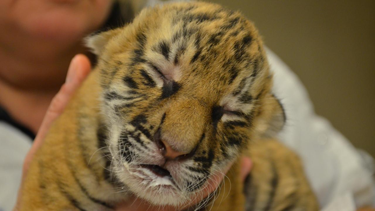 Baby boom! Life after Harambe’s death at Cincinnati Zoo