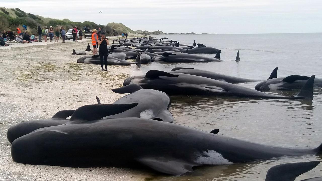 Hundreds of whales stranded on New Zealand beach