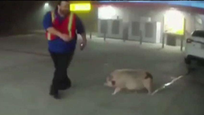 'Bacon on the hoof': Lost pot-bellied pig prompts 911 call