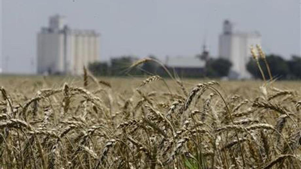Low grain prices, high seed costs squeeze American farmers