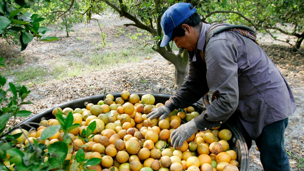 How raids against undocumented workers affect agriculture