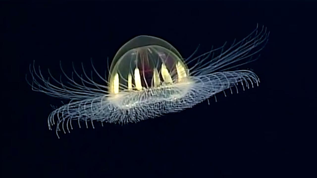 Stunning 'cosmic' jellyfish spotted on deep-sea exploration