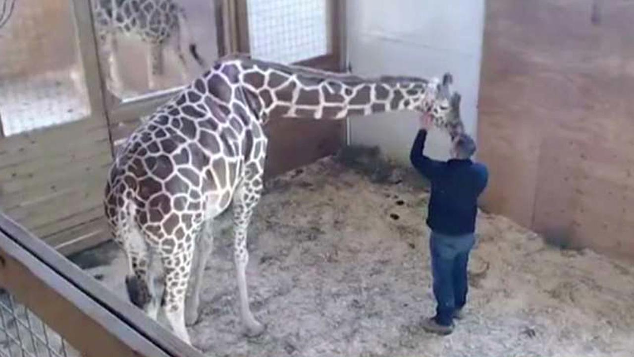 World waits, watches for April the giraffe to give birth