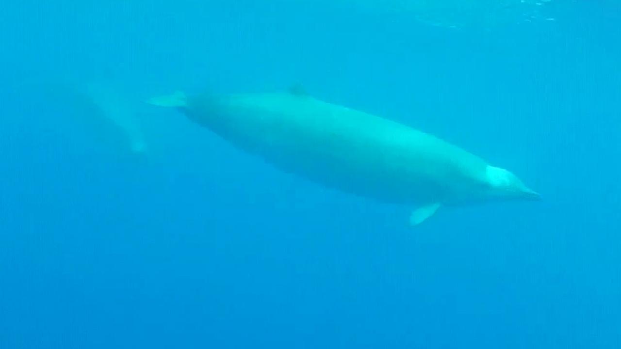 First-ever underwater video of elusive True's beaked whales