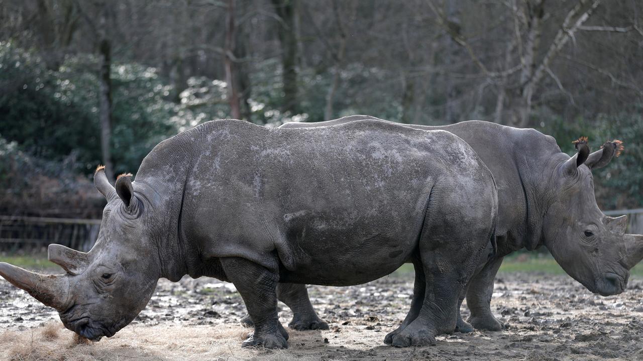 Poachers kill rhinoceros in wildlife park near Paris