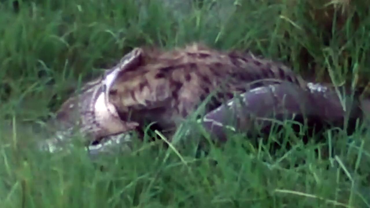 Incredible footage shows massive rock python eating hyena 