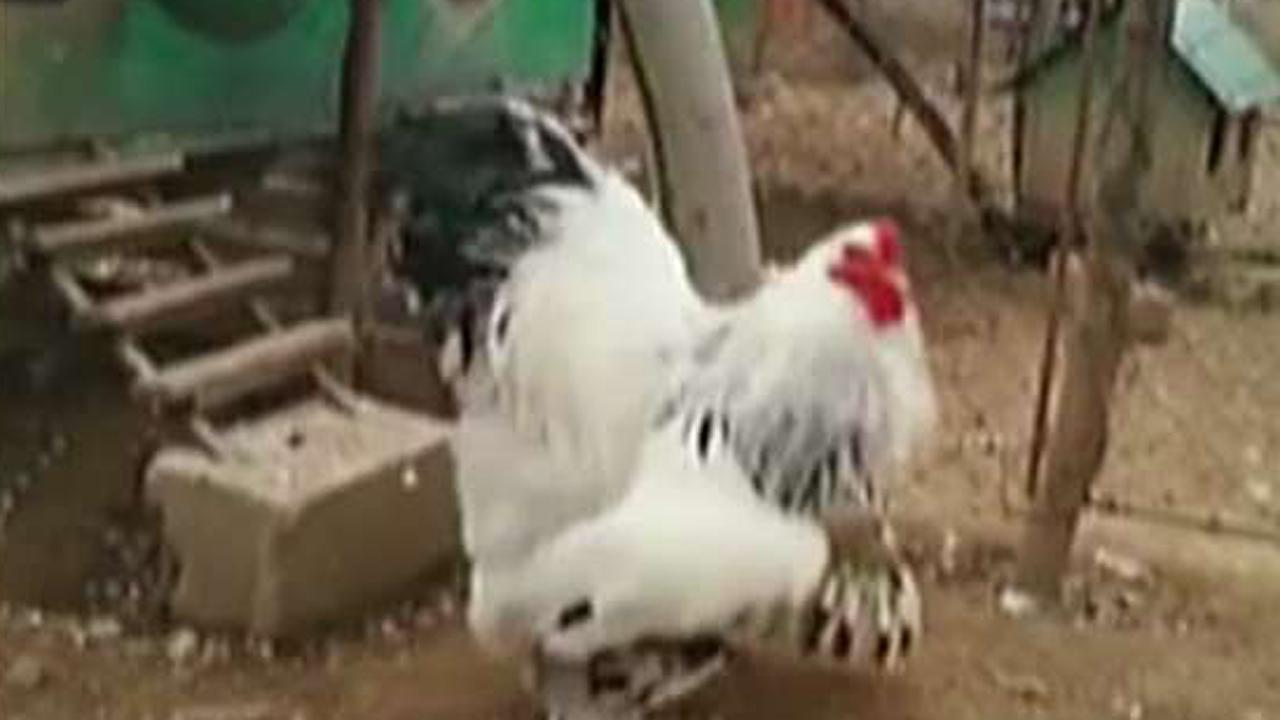 What the cluck? Massive chickens take the internet by storm