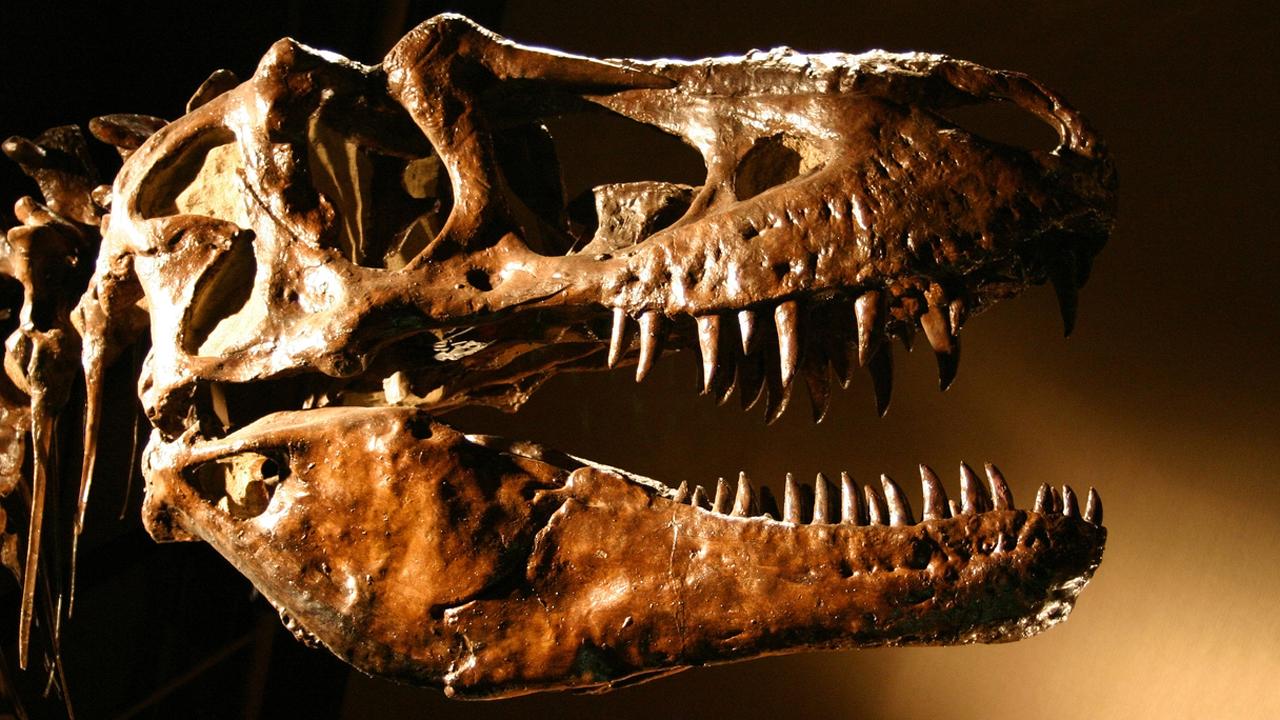 Dinosaur history gets revised?