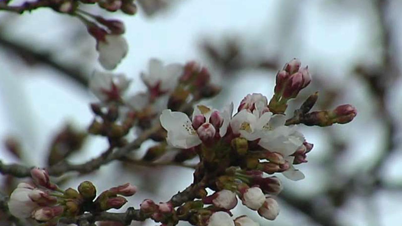 National Cherry Blossom Festival kicks off in DC