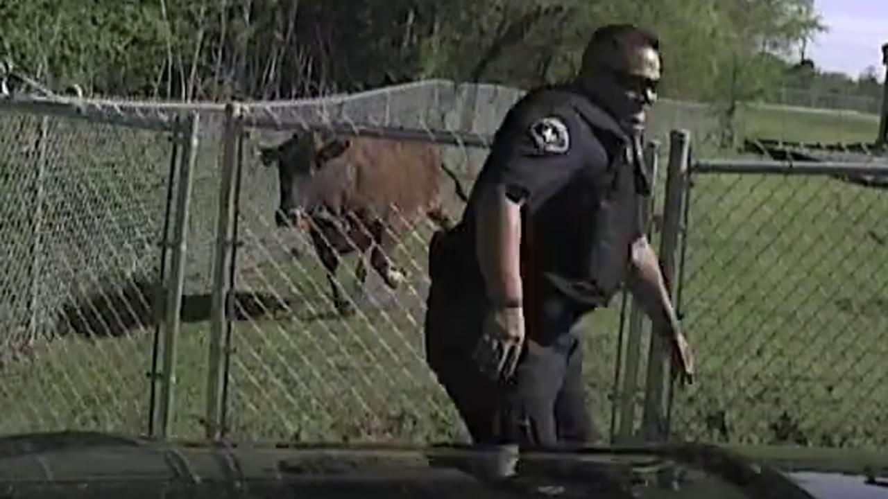 Charging cow nearly clobbers cop 