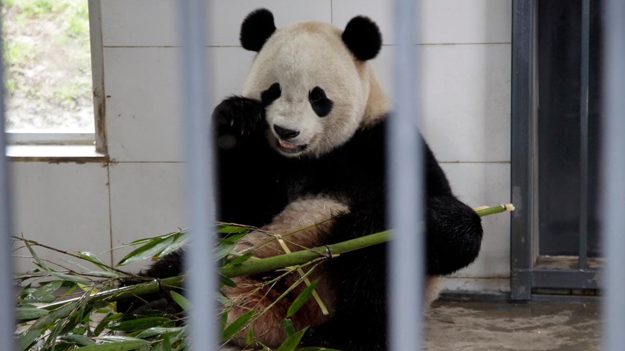 Bao Bao adjusting to life in her new home