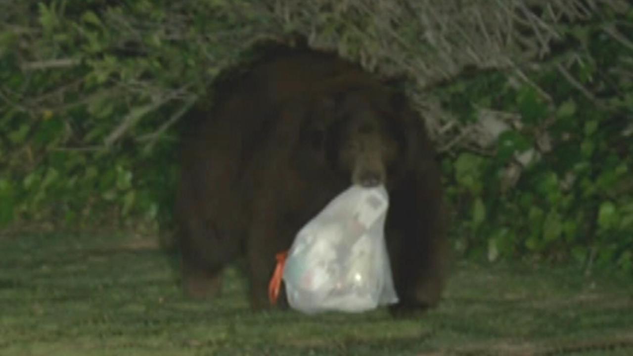 Hungry bear scavenges near LA after hibernation ends