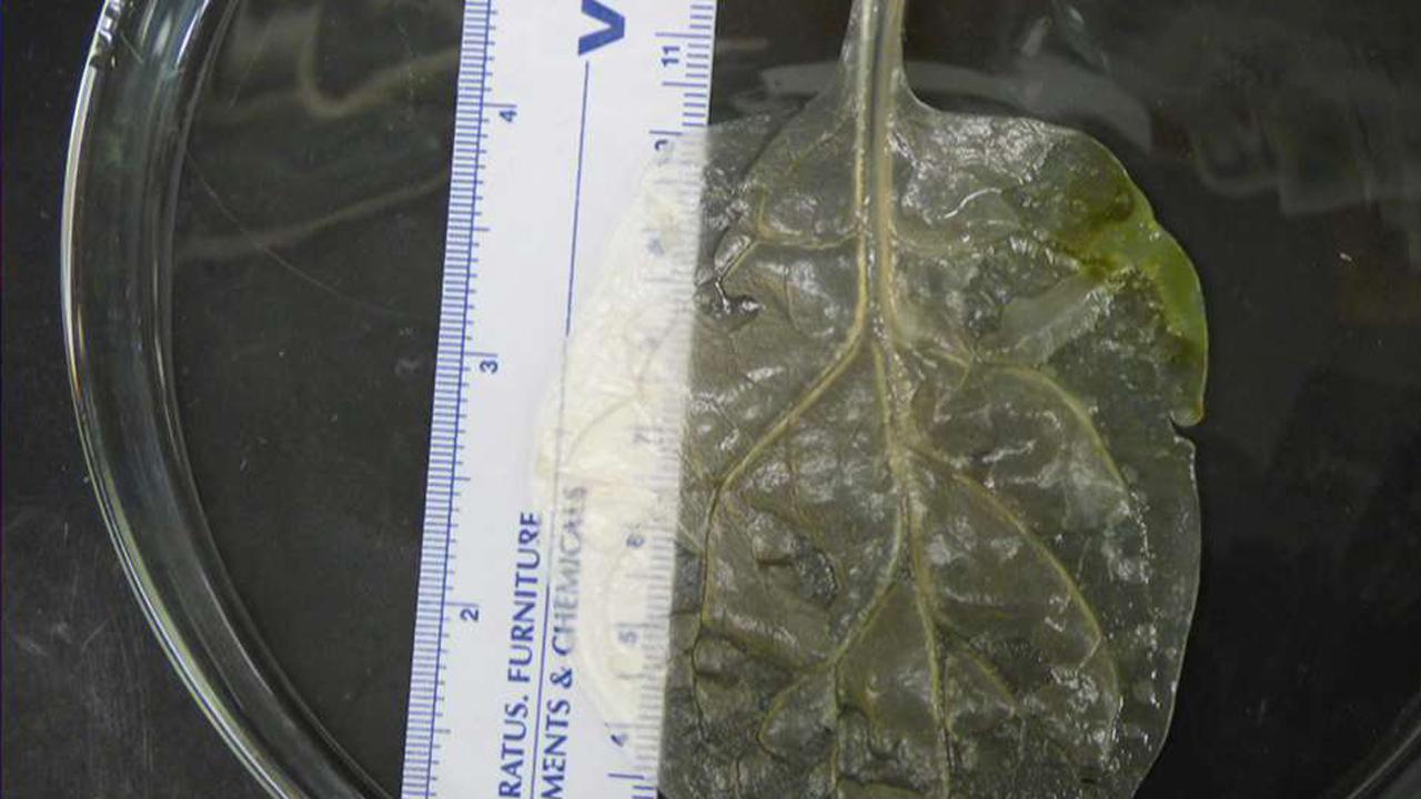 Researchers use spinach to grow human heart tissue