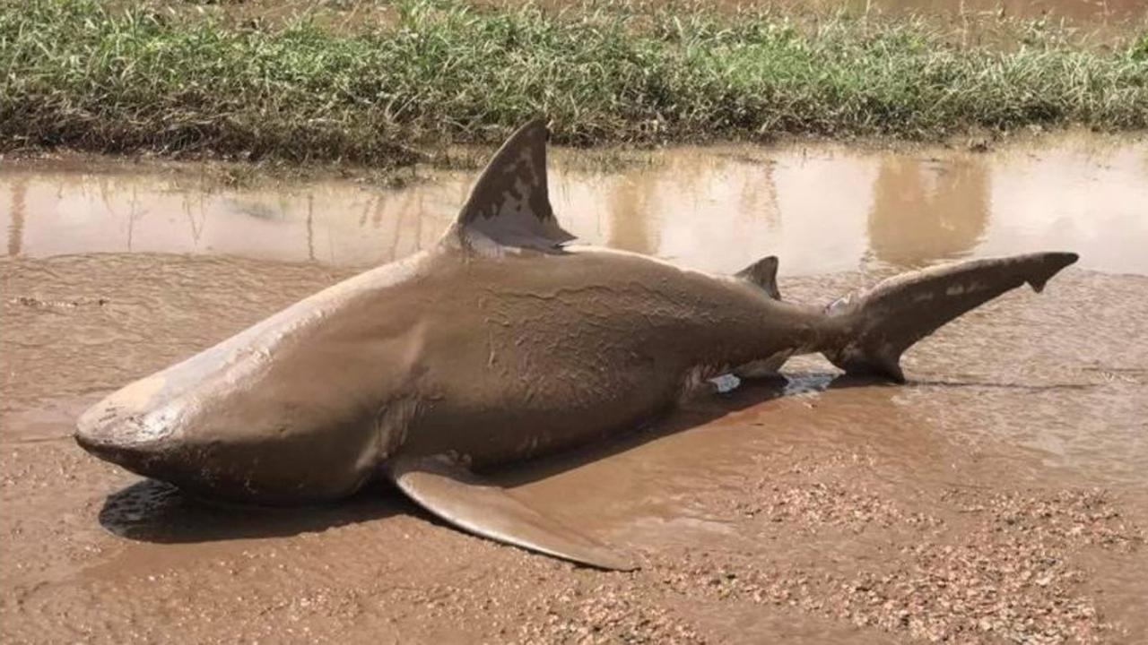 Shark found in puddle after powerful storm pummels Australia
