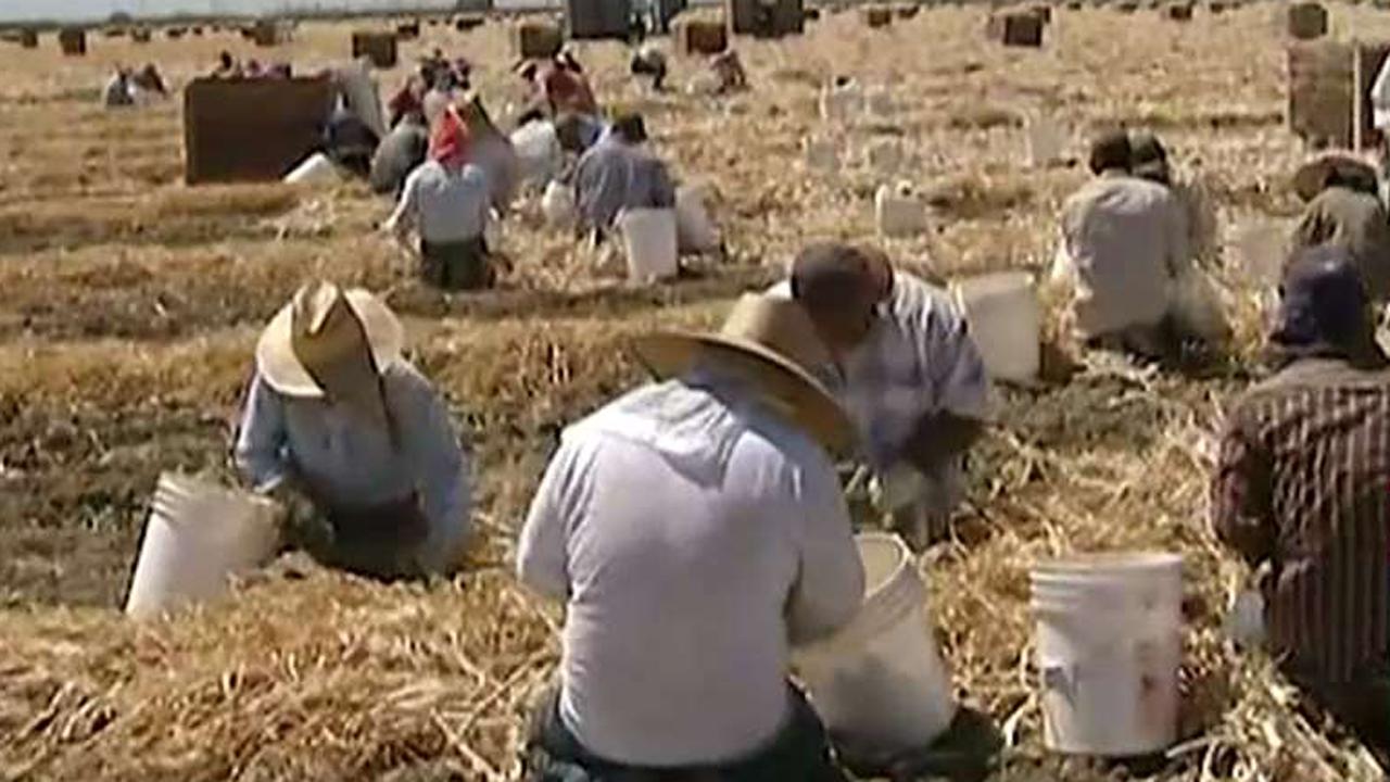 Labor shortage drives up farm wages, could hike food prices